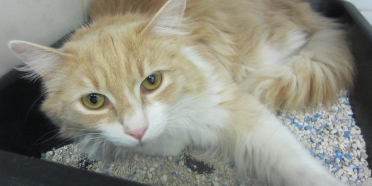 Quel animal peut tuer un chat ?