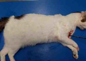 Quel animal peut s'attaquer un chat ?