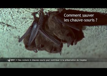 Quand une Chauve-souris rentre dans une maison ?