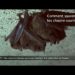 Quand une Chauve-souris rentre dans une maison ?