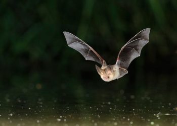 Est-ce que les Chauves-souris volent le jour ?