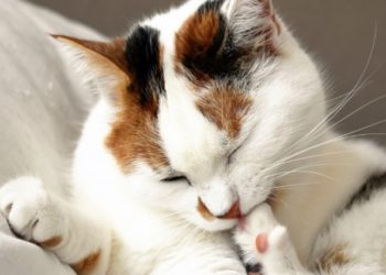 Comment avoir un chat si on est allergique ?