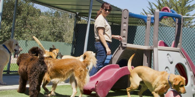 Où faire opérer son chien gratuitement ?