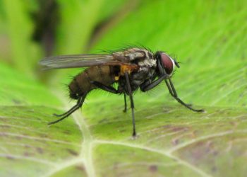 Comment dorment les mouches ?