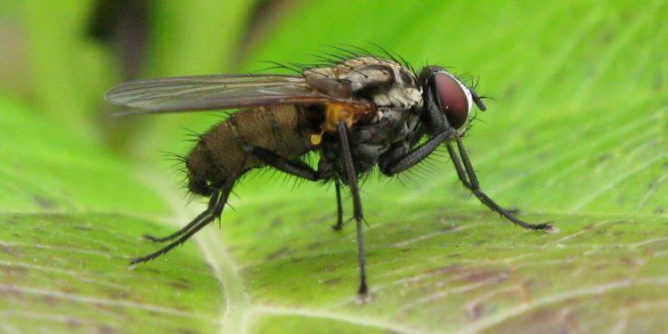 Comment dorment les mouches ?