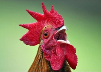 Comment faire taire les poules ?