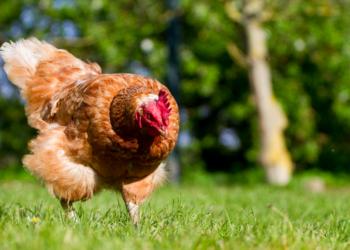Comment savoir si une poule est heureuse ?