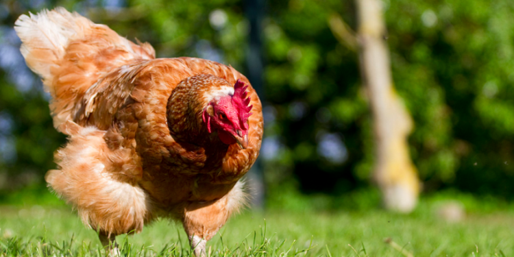 Comment savoir si une poule est heureuse ?