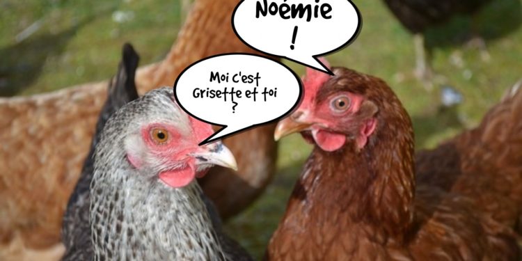 Quel nom pour une poule grise ?