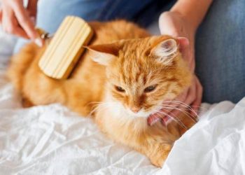 Comment s'occuper de deux chat ?