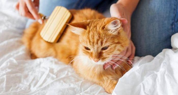 Comment s'occuper de deux chat ?