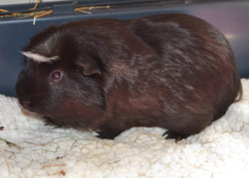 Pourquoi mettre un cochon d'Inde avec des lapins ?