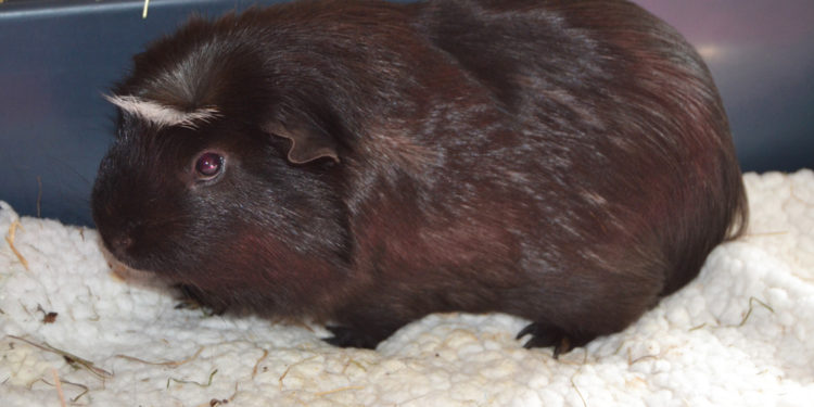 Pourquoi mettre un cochon d'Inde avec des lapins ?