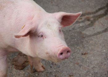 Pourquoi on ne peux pas appeler son cochon Napoléon ?