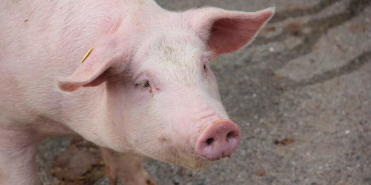 Pourquoi on ne peux pas appeler son cochon Napoléon ?