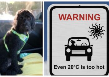 Pourquoi il ne faut pas regarder un chien dans les yeux ?