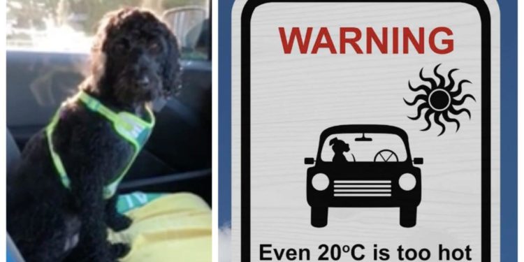 Pourquoi il ne faut pas regarder un chien dans les yeux ?