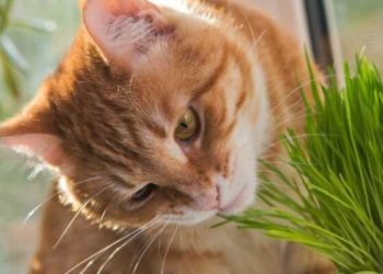 Quel est l'effet de l'herbe à chat ?