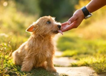Qu'est-ce qu'un chien Anoure ?