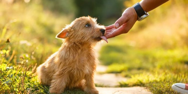 Qu'est-ce qu'un chien Anoure ?