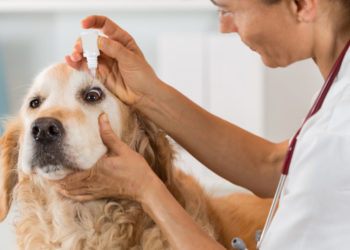 Comment bien s'occuper d'un pigeon ?