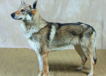 Comment nourrir un chien-loup tchécoslovaque ?