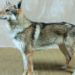 Comment nourrir un chien-loup tchécoslovaque ?