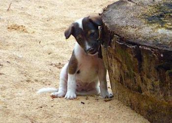 Comment savoir si mon chien est vacciné contre la rage ?