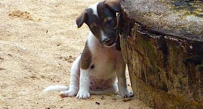 Comment savoir si mon chien est vacciné contre la rage ?