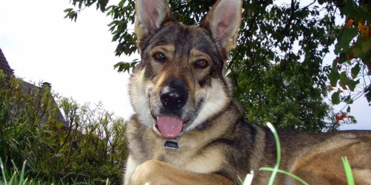 Quelle est la race de loup la plus grosse ?