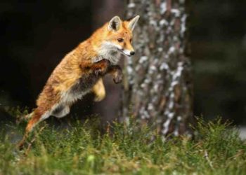 Est-ce qu'un renard peut se reproduire avec un chien ?