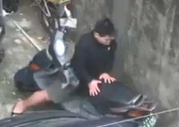 Comment faire l'amour les singes ?