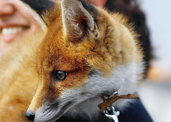 Est-il possible d'adopter un loup ?