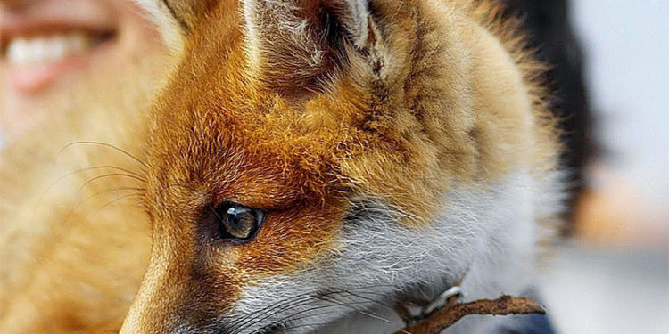 Est-il possible d'adopter un loup ?