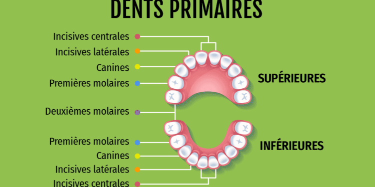 Quel âge poussent les molaires ?