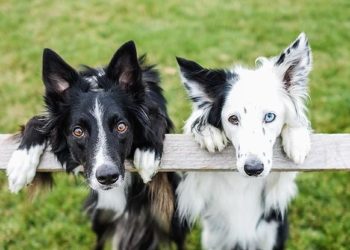 What is the smartest dog?