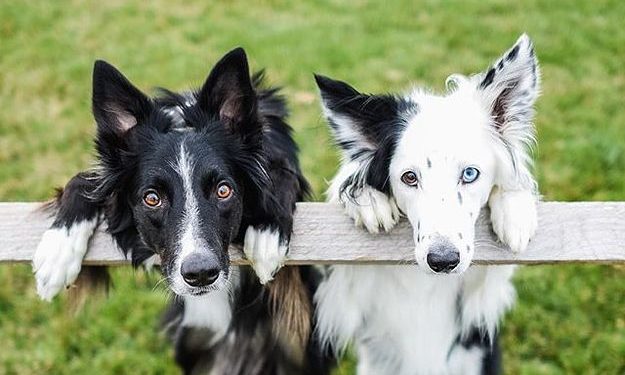 What is the smartest dog?