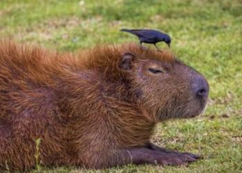Are capybaras legal in the US?