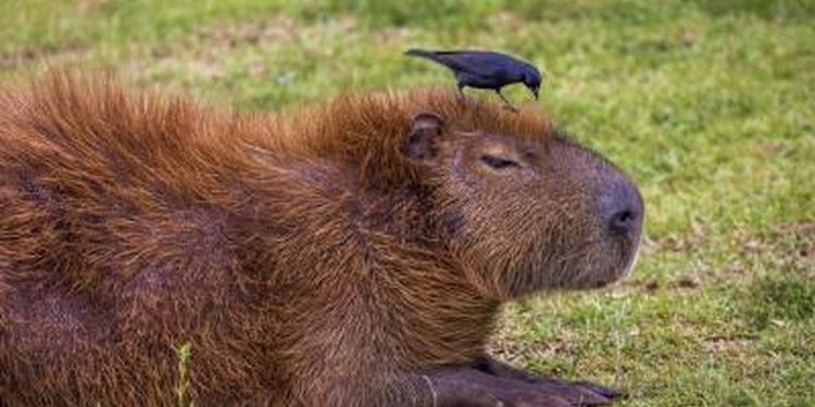 Are capybaras legal in the US?
