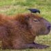 Are capybaras legal in the US?