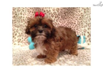 Is a Shihpoo hypoallergenic?