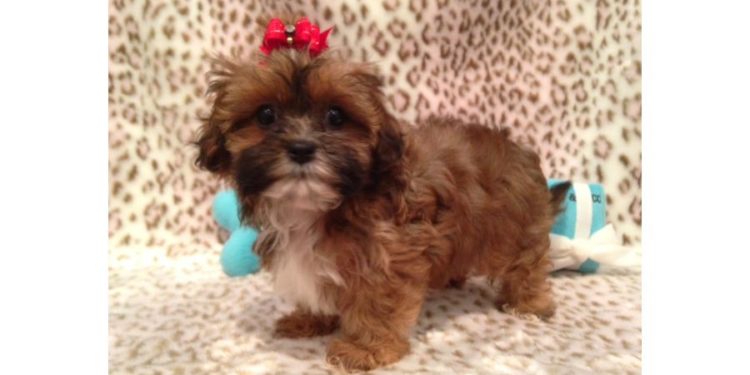 Is a Shihpoo hypoallergenic?