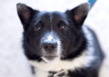 Do Border Collies bark a lot?