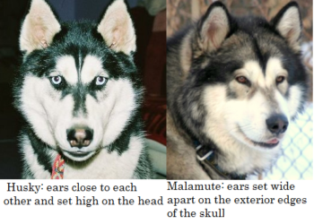 Should I get a husky or a malamute?