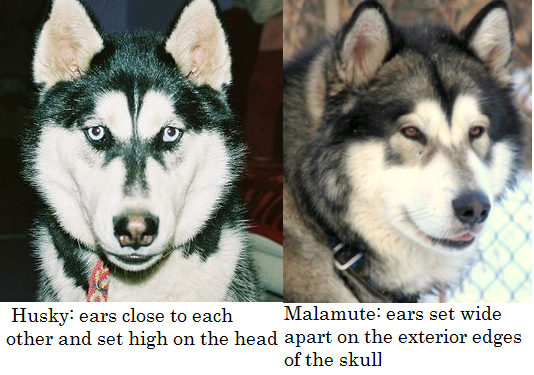 Should I get a husky or a malamute?