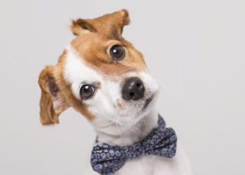 Comment savoir si mon chien a des problèmes de cœur ?