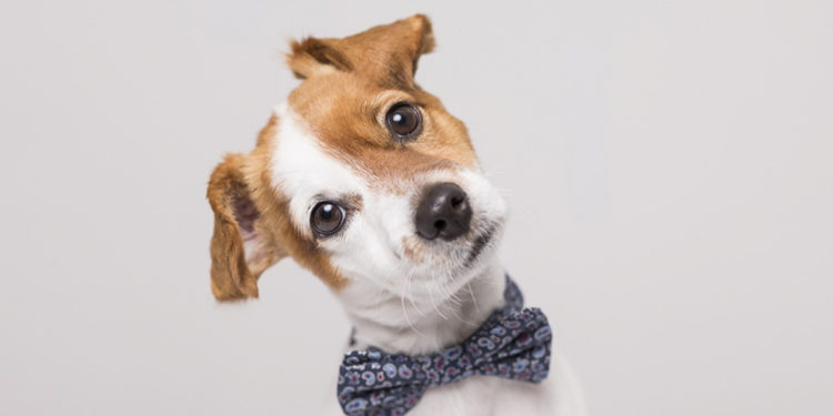 Comment savoir si mon chien a des problèmes de cœur ?