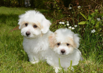 Ou adopter un chiot ?