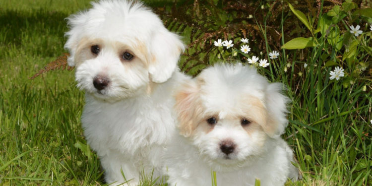 Ou adopter un chiot ?