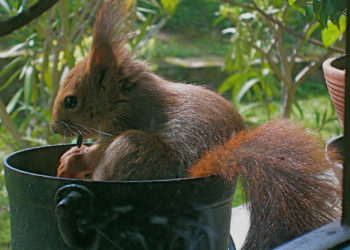 Quel fruit mange les écureuils ?